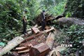 Khởi tố vụ án phá rừng xảy ra tại huyện Kbang, Gia Lai