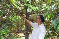 Vườn sầu riêng Thái của gia đình ông Bùi Hữu Đào (xã Kim Long, huyện Châu Đức) chuẩn bị cho thu hoạch. Ảnh: TTXVN phát