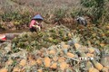 Giá dứa tăng mạnh, nông dân Tiền Giang lãi hàng trăm triệu đồng/ha