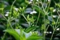 Hà Giang: Mô hình trồng cây cỏ ngọt SV1 cho thu nhập cao