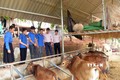 Cán bộ Phòng giao dịch Ngân CSXH huyện Yên Châu và đoàn viên thanh niên xã Chiềng Sàng tham quan mô hình nuôi bò nhốt chuồng của anh Quàng Văn Vân. Ảnh: Quang Quyết-TTXVN
