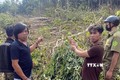 Các đối tượng thực nghiệm hiện trường phá rừng. Ảnh: TTXVN phát
