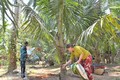 Bình Định: Tăng hiệu quả từ trồng dừa hữu cơ 