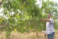 Hộ ông Nguyễn Thanh Sơn trồng 4 năm xoài keo phù hợp với điều kiện đất đai không màu mỡ đã cho nguồn thu ổn định. Ảnh: K GỬIH-TTXVN
