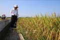 Trà Vinh khuyến khích sử dụng 3 nhóm giống lúa cho vụ Hè Thu 2023