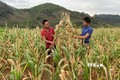 Hơn nửa diện tích ngô của gia đình anh Điêu Chính Vương (bên phải) ở thôn Đoàn Kết, thị trấn Phong Thổ bị hư hỏng do nắng nóng, khô hạn kéo dài. Ảnh: Việt Hoàng-TTXVN
