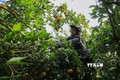 Nông dân huyện Cao Phong thu hoạch cam. Ảnh: Trọng Đạt - TTXVN
