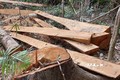 Gia Lai điều tra, làm rõ vụ việc 52 cây gỗ rừng tự nhiên bị cưa hạ trái phép