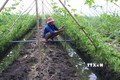 Chuyển đổi cây trồng từ đất trồng lúa sang trồng mướp đắng của gia đình anh Nguyễn Văn Tiến ở huyện Thanh Bình (Đồng Tháp). Ảnh: Nguyễn Văn Trí - TTXVN