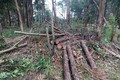 Lâm Đồng: Điều tra, xử lý nghiêm hành vi phá rừng tại tiểu khu 614
