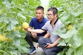 Mô hình trồng dưa lưới trong nhà kín, ứng dụng công nghệ cao mang lại hiệu quả kinh tế cao tại xã Kháng Nhật, huyện Sơn Dương, tỉnh Tuyên Quang. Ảnh: Quang Cường- TTXVN

