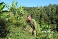 Người dân xã Tân Tiến (Yên Sơn, Tuyên Quang) chăm sóc rừng keo mới trồng. Ảnh: Quang Đán - TTXVN