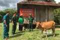 Ban Chỉ huy Quân sự huyện Sông Hinh triển khai chương trình tặng bò giống cho đồng bào dân tộc thiểu số xuyên suốt những năm qua, góp phần cùng địa phương giảm nghèo bền vững. Ảnh: TTXVN phát