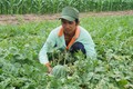 Anh Thạch Chung, ngụ tại ấp Ba Tiêu, xã Đa Lộc, huyện Châu Thành đã thực hiện mô hình trồng dưa hấu cho thu nhập ổn định. Ảnh: baobienphong.vn