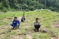 Bình Thuận: Tạm giữ hình sự ba đối tượng trồng cần sa trái phép trên Núi Bể