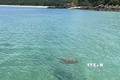 Cá thể rùa biển quý xuất hiện tại vùng biển Cô Tô