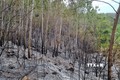 Phú Yên: Cơ bản khống chế vụ cháy rừng tại thị xã Sông Cầu