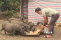 Một hộ dân huyện miền núi Trà Bồng (Quảng Ngãi) đã thành công với mô hình chăn nuôi lợn rừng lai, mang lại hiệu quả kinh tế cao. Ảnh: Đinh Hương -TTXVN