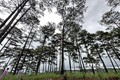 Vạt rừng thông tự nhiên hàng chục năm tuổi tại tiểu khu 613 (địa bàn xã Lộc Phú) lâm phần do Ban quản lý rừng phòng hộ Đam B’Ri quản lý bị đầu độc bằng hóa chất. Ảnh: Nguyễn Dũng – TTXVN
