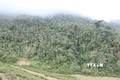 Diện tích rừng tự nhiên, rừng phòng hộ được bảo vệ nghiêm ngặt tại huyện Mường Tè. Ảnh: Nguyễn Oanh - TTXVN