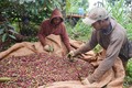 Nông dân Đắk Lắk thu hoạch cà phê niên vụ 2023 – 2024. Ảnh: Hoài Thu – TTXVN