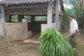 Nông dân xã Quang Kim, huyện Bát Xát (Lào Cai) chuẩn bị thức ăn cho đàn gia súc. Ảnh: Hương Thu - TTXVN