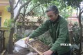 Mô hình nuôi ong của gia đình ông Lương Đình Luận ở xã Tân Lập (Sông Lô, Vĩnh Phúc) từ nguồn vay vốn của Ngân hàng Chính sách xã hội. Ảnh: Nguyễn Thảo - TTXVN

