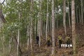 Tuyên Quang trồng mới 10.500 ha rừng