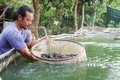 Ông Nguyễn Chí Tâm kiểm tra trọng lượng cá chạch lấu được nuôi trong bể lót bạt. Ảnh: Nhựt An - TTXVN 