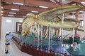 Hai bộ xương cá Voi có chiều dài trên 22m và 18m được phục dựng phục vụ du khách tham quan ở huyện đảo Lý Sơn. Ảnh: Phạm Cường-TTXVN