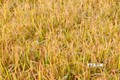 Khoảng 260 hecta lúa sắp đến ngày thu hoạch của người dân bị ảnh hưởng. Ảnh: TTXVN phát