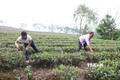 Các hộ tham gia Dự án hỗ trợ phân bón phát triển cây chè tại xã Tân Linh, huyện Đại Từ chăm sóc chè xuân. Ảnh: Hoàng Nguyên - TTXVN