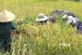 Triển vọng sản xuất lúa chất lượng cao ở Kon Tum