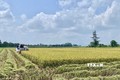 Nhiều lợi ích khi sản xuất lúa theo hướng hữu cơ ở Hà Tĩnh