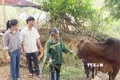 Cán bộ xã Cẩm Yên, Cẩm Thuỷ, kiểm tra, giám sát quá trình chăm sóc trâu, bò sinh sản được hỗ trợ theo chương trình, dự án. Ảnh: TTXVN phát 