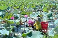 Thu hoạch hoa sen tại Hợp tác xã Sen Tả Phan, xã Duy Ninh (Quảng Ninh, Quảng Bình). Ảnh: TTXVN phát 