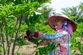 Mãng cầu ta Tây Ninh chính thức được đặc cách lưu hành