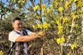 Người trồng mai ở xã Ia Kênh, thành phố Pleiku (Gia Lai) tất bật cho vụ hoa Tết 2024. Ảnh: Hồng Điệp - TTXVN