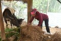 Nông dân xã Toả Tình, huyện Tuần Giáo, tăng cường thức ăn giàu chất dinh dưỡng cho đàn gia súc . Ảnh: Phan Quân - TTXVN