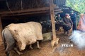 Thái Nguyên: Bảo vệ đàn vật nuôi trước thời tiết cực đoan