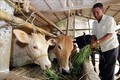 Chăn nuôi bò ở xã Tập Sơn, huyện Trà Cú, Trà Vinh. Ảnh: Trần Việt-TTXVN