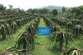 Mô hình trồng thanh long đỏ theo tiêu chuẩn VietGap tại huyện Lập Thạch, tỉnh Vĩnh Phúc. Ảnh: Nguyễn Thảo-TTXVN
