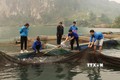 Mô hình nuôi cá lồng của Lường Văn Chùm (Người cầm vợt) ở xã Ta Gia, huyện Than Uyên, tỉnh Lai Châu tạo công ăn việc làm cho nhiều thanh niên tại xã. Ảnh: Nguyễn Oanh-TTXVN