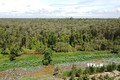 Diện tích đất có rừng trồng của Rừng tràm Gáo Giồng là hơn 1.170 ha. Ảnh: Nhựt An - TTXVN