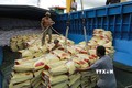 Vận chuyển gạo xuất khẩu của Tập đoàn Lộc Trời ở Tân cảng Thốt Nốt (Cần Thơ). Ảnh: Vũ Sinh - TTXVN