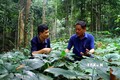 Ông Trương Quang Thiết (bên phải) xã Hương Hóa (Tuyên Hóa, Quảng Bình) trồng nhiều loại cây dược liệu dưới tán rừng cây bản địa để tạo sinh kế "lấy ngắn nuôi dài". Ảnh: Tá Chuyên - TTXVN