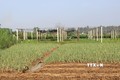 Vùng sản xuất xã Tịnh Long, thành phố Quảng Ngãi, nông dân chủ động chuyển đổi cây trồng, khoan giếng nước trên ruộng để tưới tiêu trong mùa khô. Ảnh: Đinh Hương - TTXVN