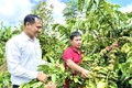 Đồng bào dân tộc ở huyện Chư Pưh trồng cây cà phê thay thế dần những vườn tiêu bị chết. Ảnh: Quang Thái