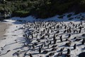 Cuộc chiến bảo vệ chim cánh cụt châu Phi