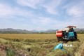 Nông dân tỉnh Đắk Lắk thu hoạch vụ lúa Đông Xuân năm 2023 – 2024. Ảnh: Hoài Thu – TTXVN